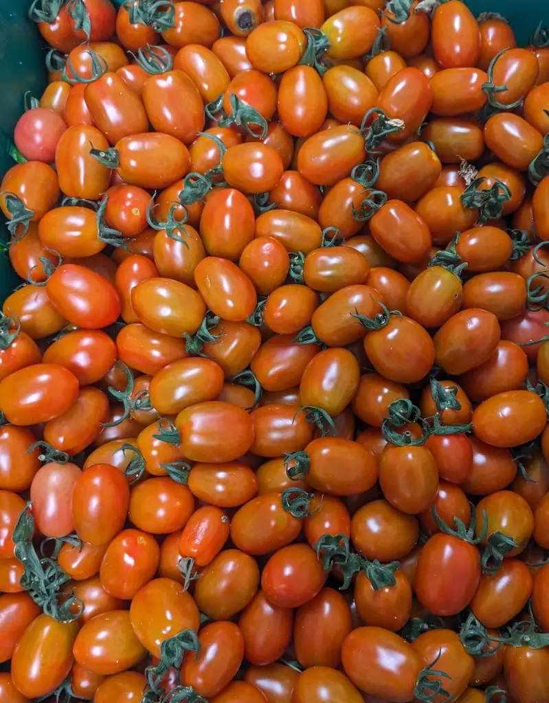 蔬菜 - 自產小番茄 紅 Farm Grown Cherry Tomato